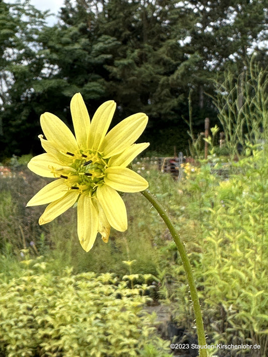 Silphium wasiotense