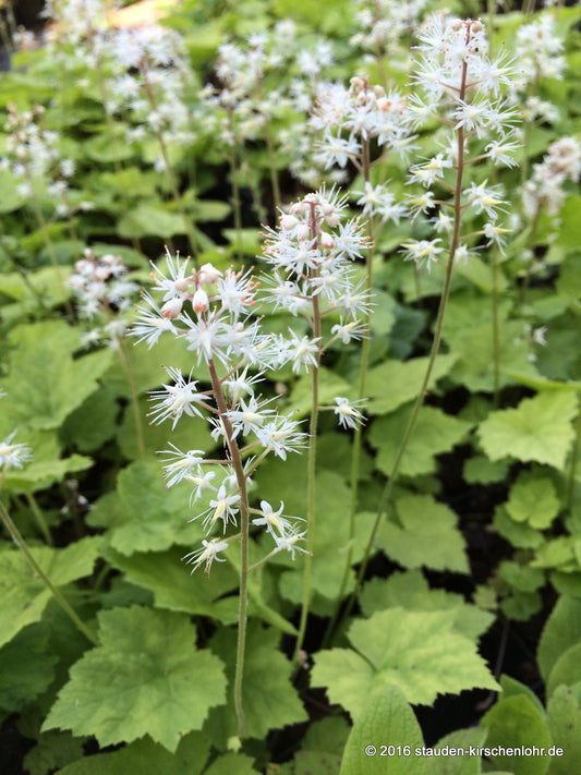 Tiarella wherryi