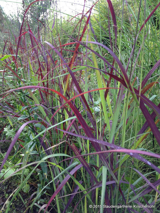 Panicum virgatum 'Speyerer Burgunderflamme'