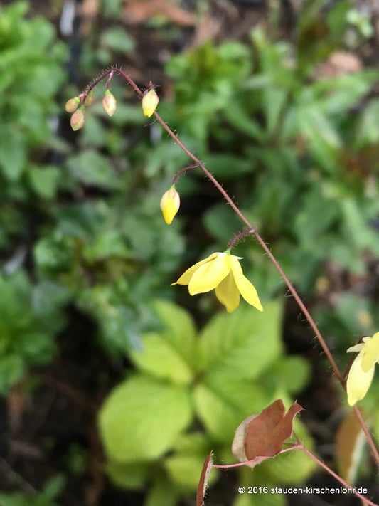Epimedium platypetalum