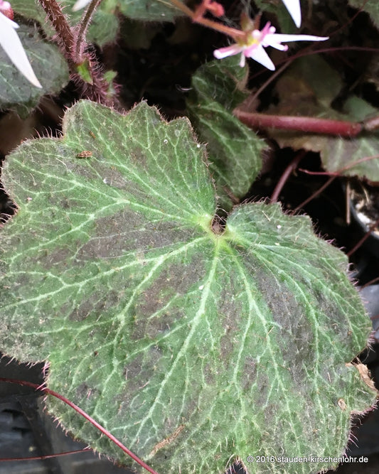 Saxifraga stolonifera 'East Ruston Form'