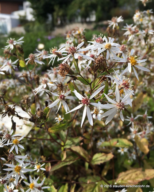 Eurybia divaricata 'Eastern Star'