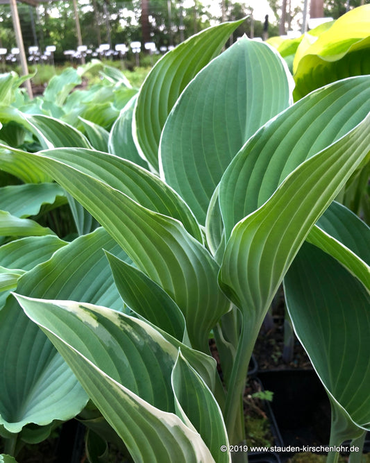 Hosta 'Tom Schmid'