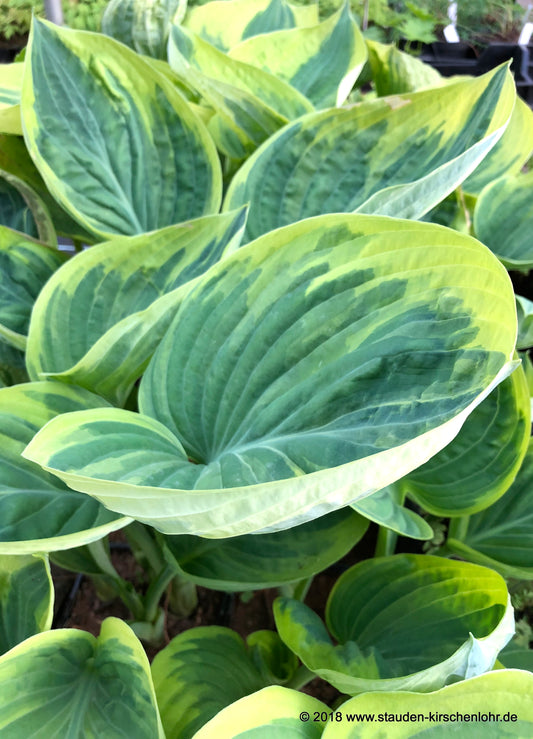 Hosta 'Broadway'