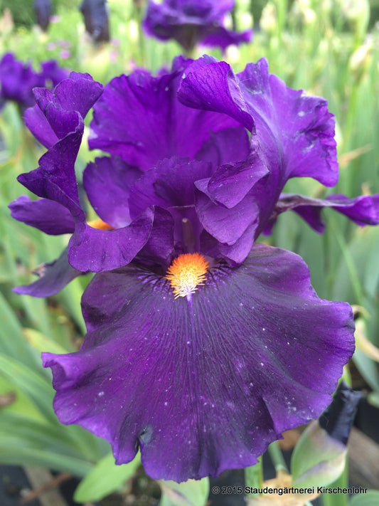 Iris barbata-elatior 'Tom Johnson'