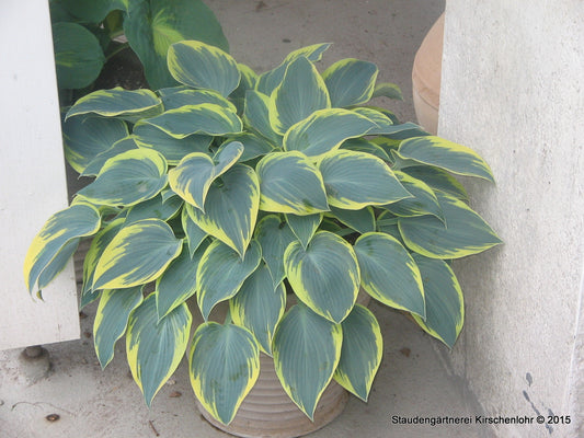 Hosta 'First Frost'