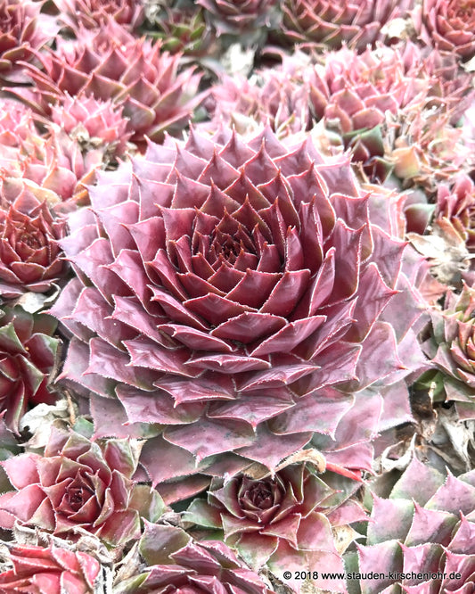 Sempervivum 'Voodoo'