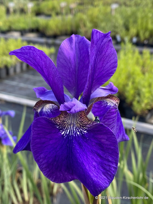 Iris sibirica 'Caesars Brother'