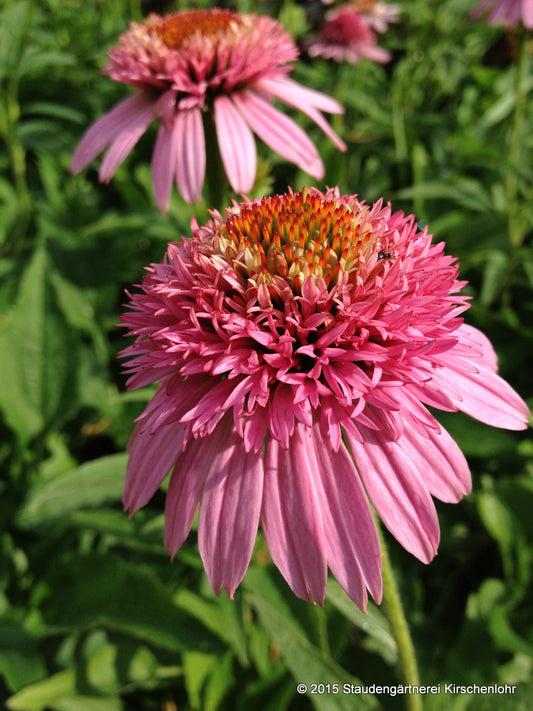 Echinacea 'Butterfly Kisses' ®