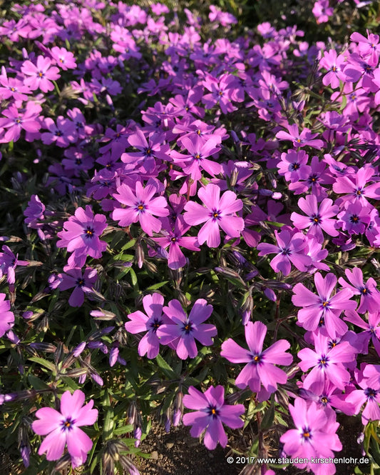 Phlox subulata 'Purple Beauty'