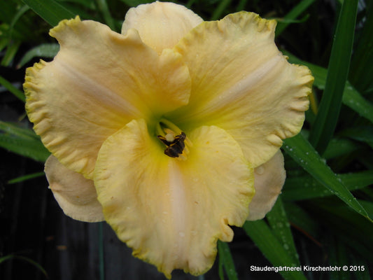 Hemerocallis 'Moonlit Caress'