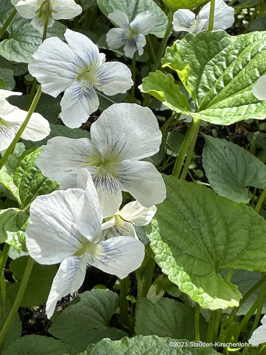 Viola sororia 'Blue Cloud'