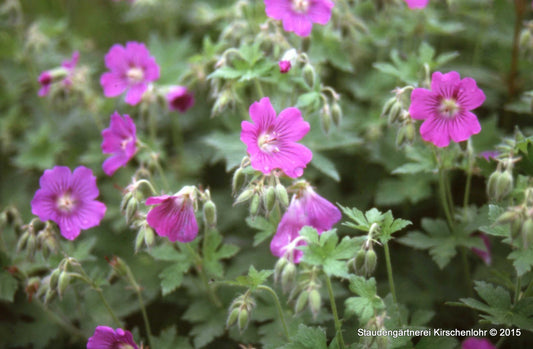 Geranium 'Sirak'