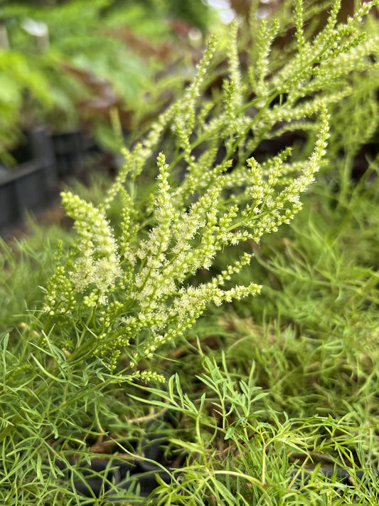 Aruncus 'Fairy Hair' ®