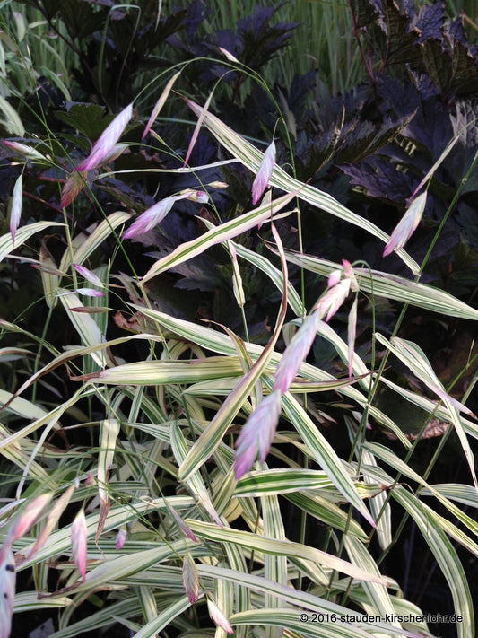 Chasmanthium latifolium 'River Mist' ®