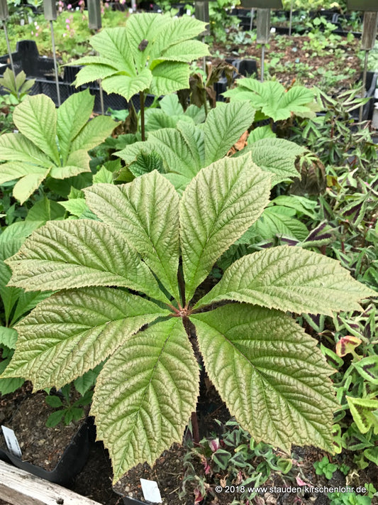 Rodgersia 'Irish Bronze'