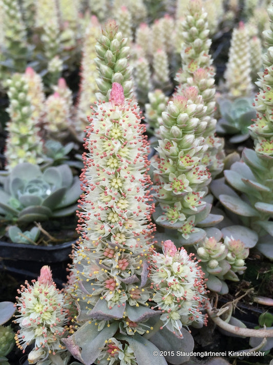 Orostachys iwarenge