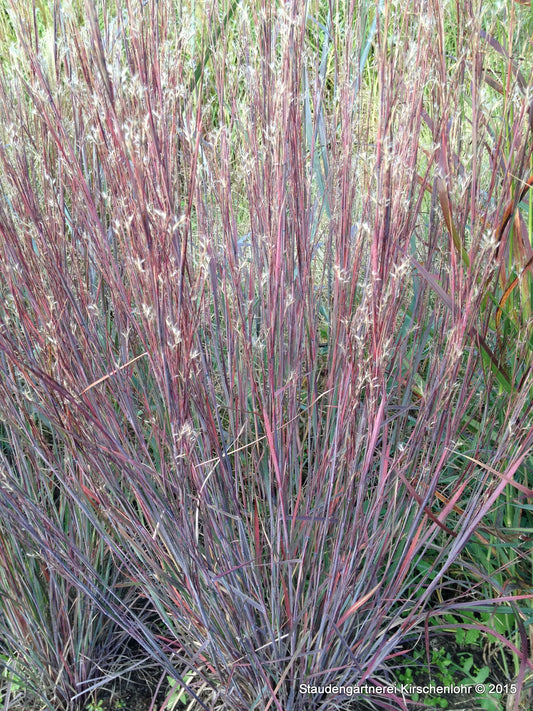 Schizachyrium scoparium 'Blue Heaven' ®