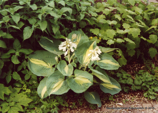 Hosta 'Thunderbolt'