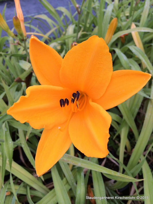 Hemerocallis 'Norton Orange'