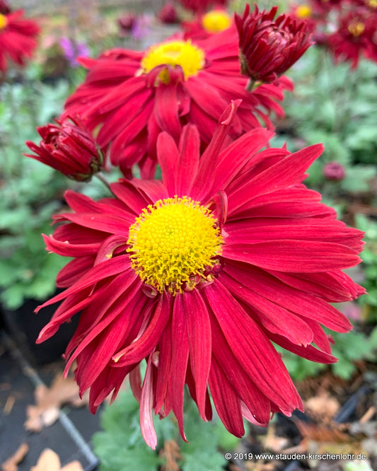 Chrysanthemum 'Ceddie Mason' (Indicum-Gruppe)