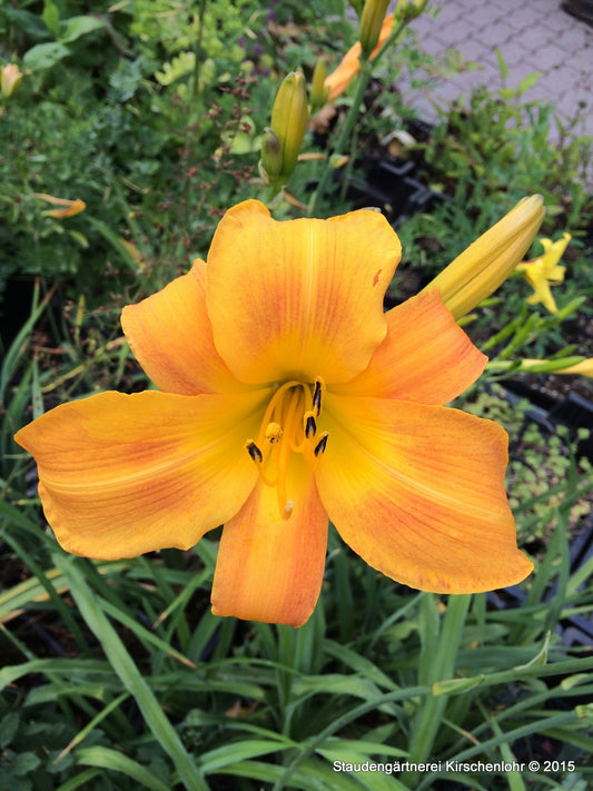Hemerocallis 'Berlin Tallboy'