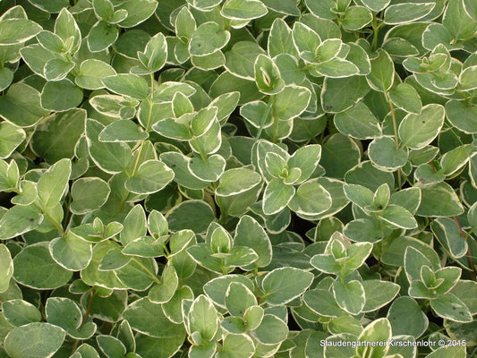 Vinca major 'Variegata'