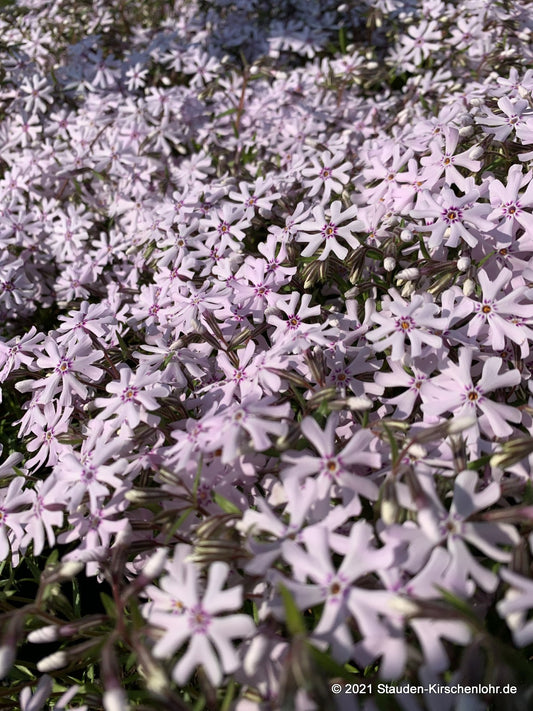 Phlox bifida 'Petticoat'