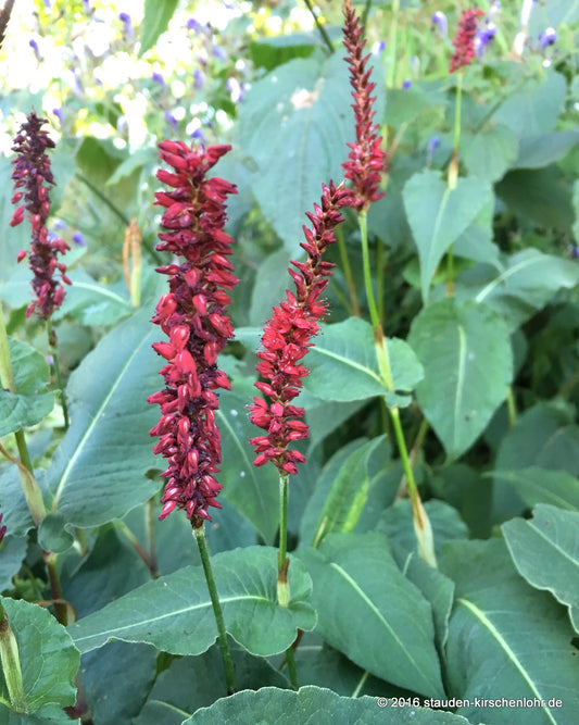 Bistorta amplexicaulis 'Blackfield' ®
