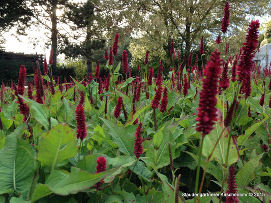 Bistorta amplexicaulis 'Blackfield' ®