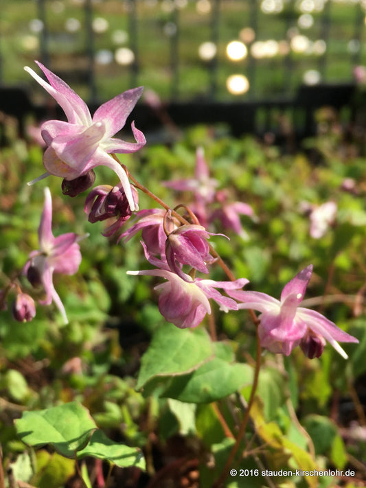 Epimedium grandiflorum 'Akebono'