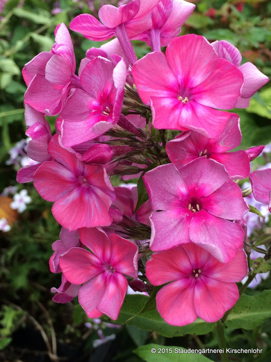 Phlox paniculata 'Anna Karenina'