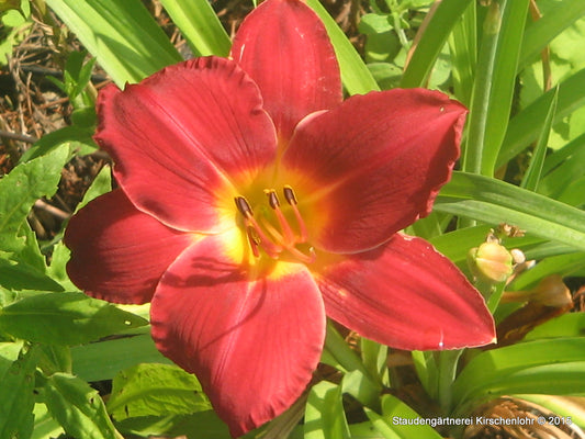 Hemerocallis 'Berliner Rubin'