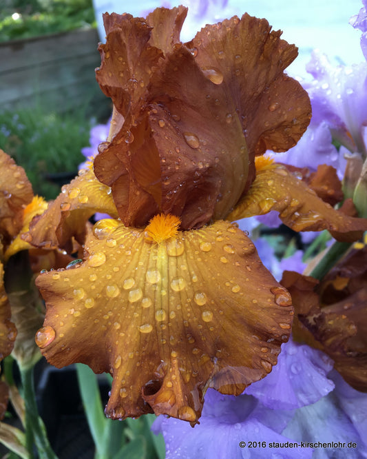 Iris barbata-elatior 'Tabac Blond'