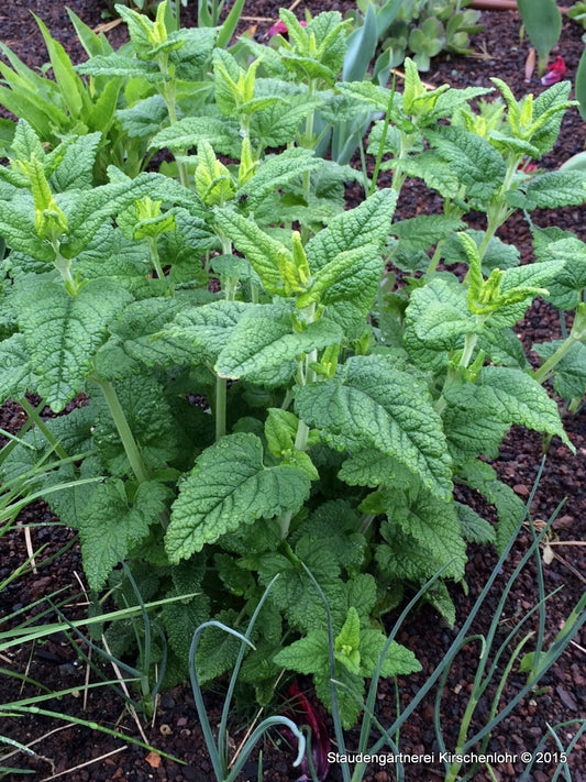 Teucrium hircanicum 'Paradise Delight'