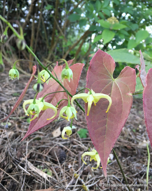 Epimedium franchetii 'Brimstone Butterfly'
