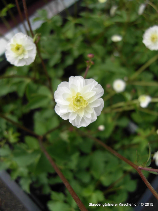 Ranunculus aconitifolius 'Pleniflorus'