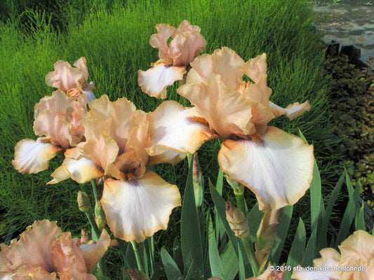 Iris barbata-elatior 'Dance Away'