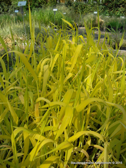 Milium effusum 'Aureum'