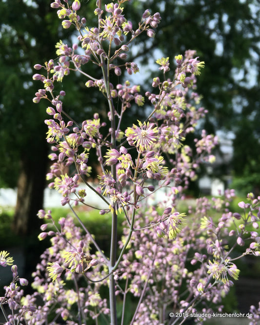 Thalictrum 'Palatina Blue Blues'   NIS