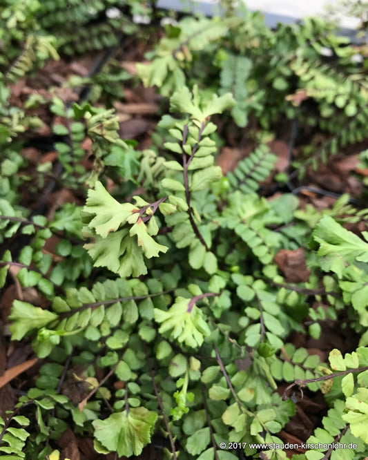 Asplenium trichomanes 'Cristata'