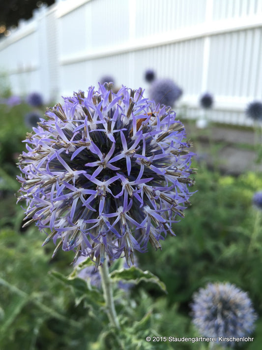 Echinops bannaticus 'Taplow Blue'