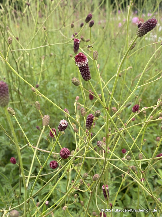 Sanguisorba tenuifolia 'Henk Gerritsen'