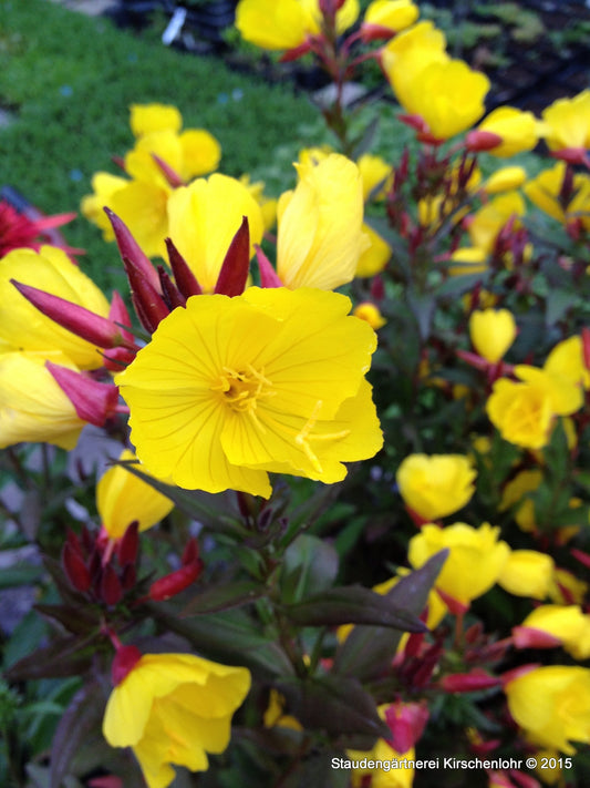 Oenothera fruticosa 'Sonnenwende'