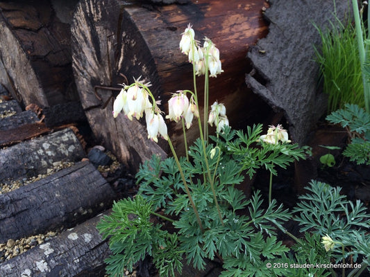 Dicentra eximia 'Alba'