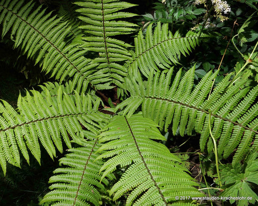 Dryopteris wallichiana