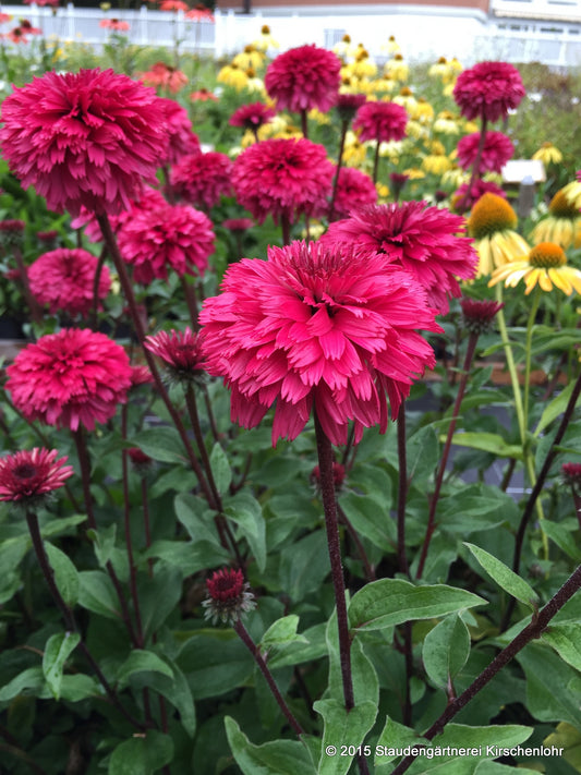 Echinacea 'Blackberry Truffle' ®