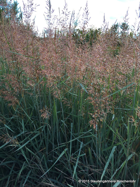 Sorghastrum nutans 'Indian Steel'