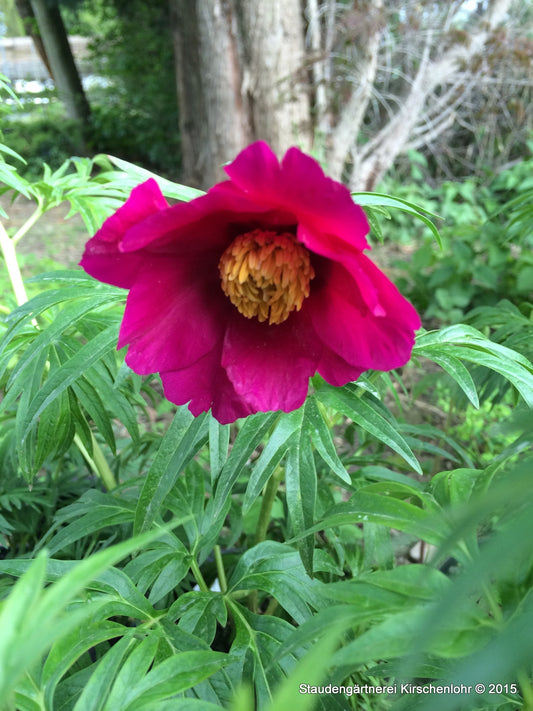 Paeonia anomala ssp. veitchii (Sichuan Type) NIS