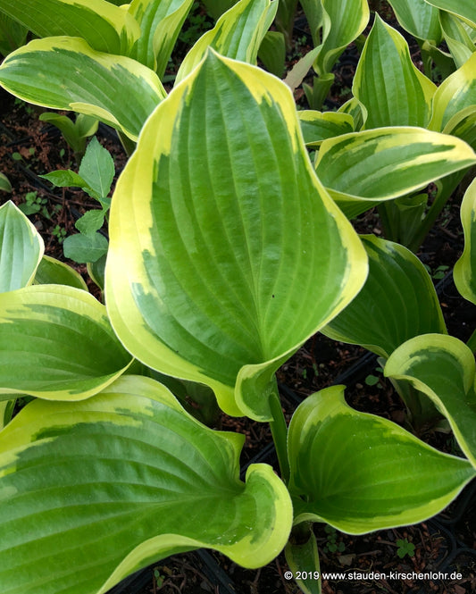 Hosta 'Queen Josephine'